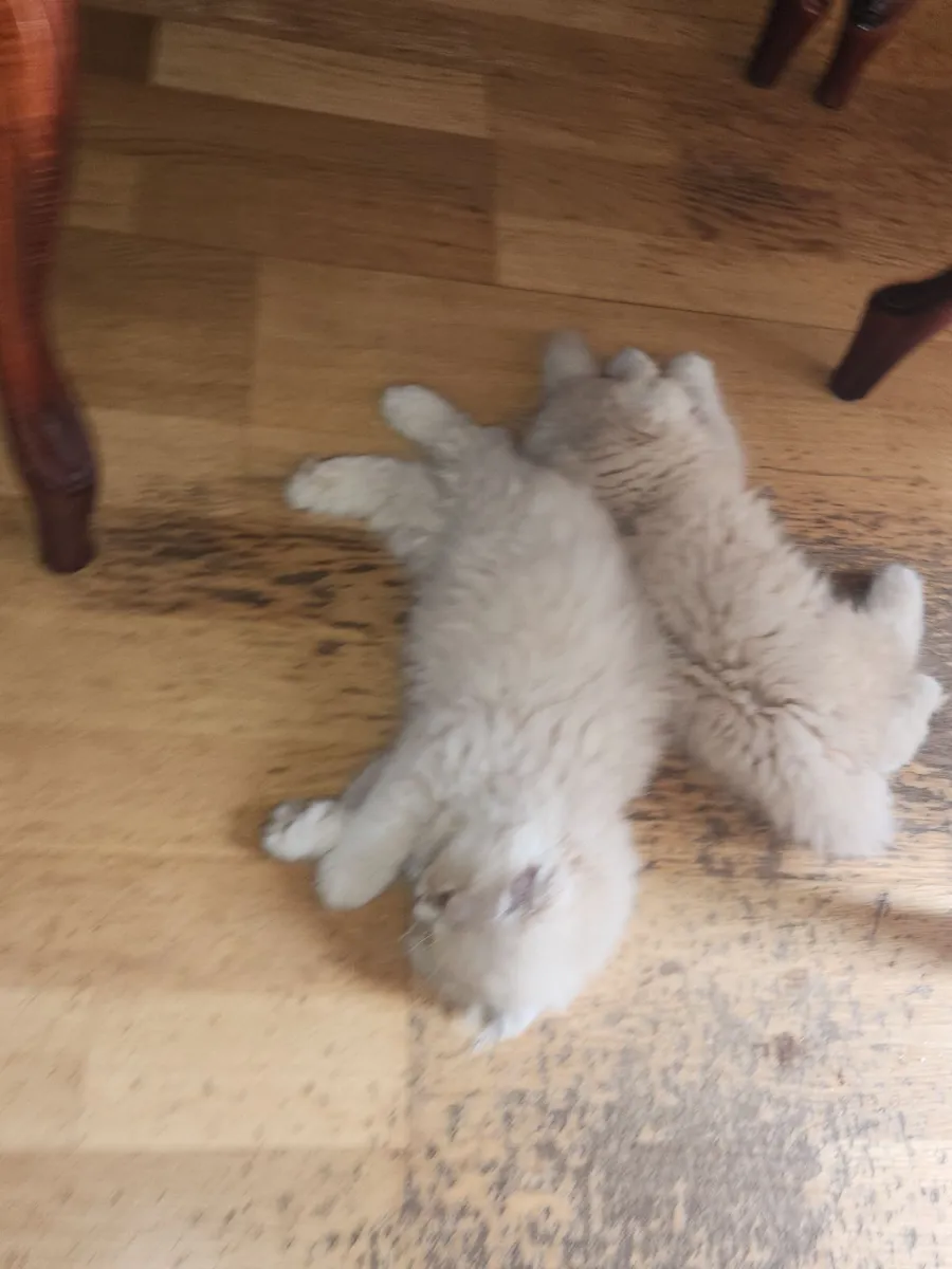 Long hair Scottish Fold Kittens - Image 3