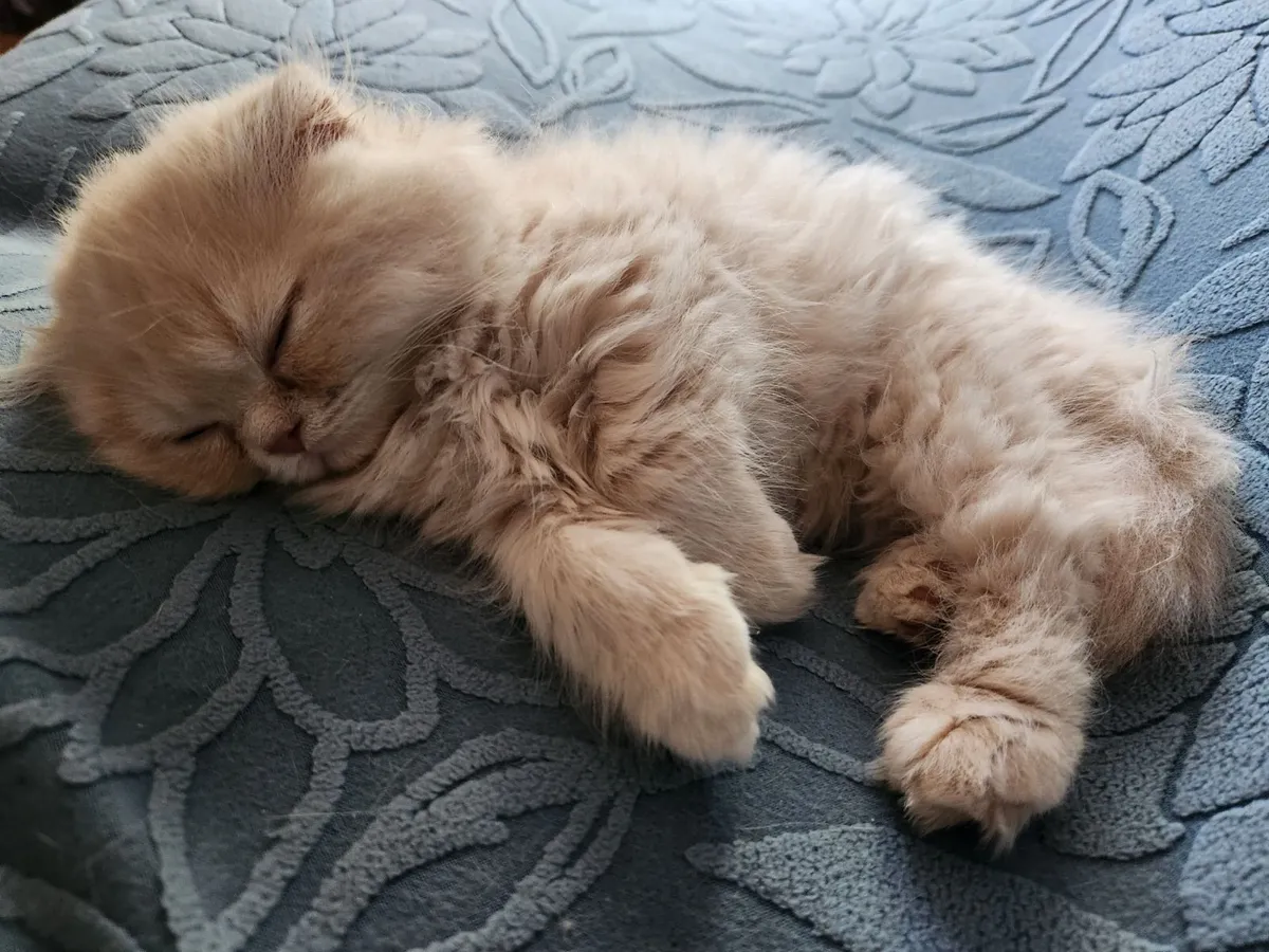 Long hair Scottish Fold Kittens - Image 4
