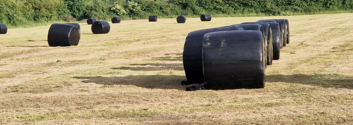 50 Silage Bales - Image 2