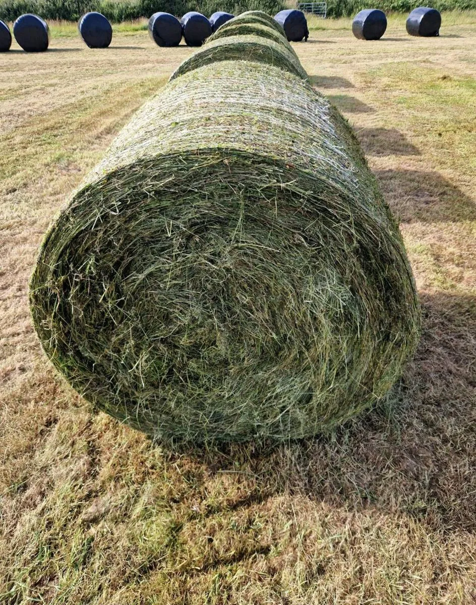 50 Silage Bales - Image 1