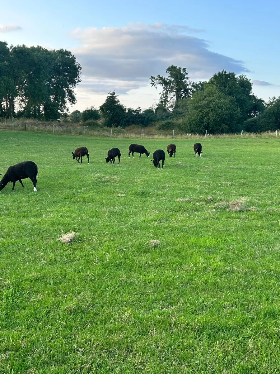 PBNR Zwarble ewe hoggets - Image 1