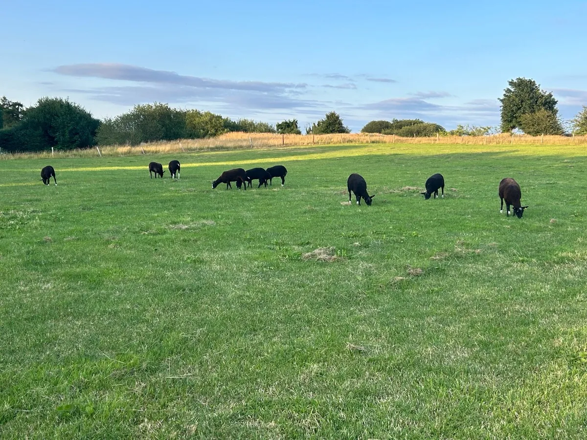 PBNR Zwarble ewe hoggets - Image 2
