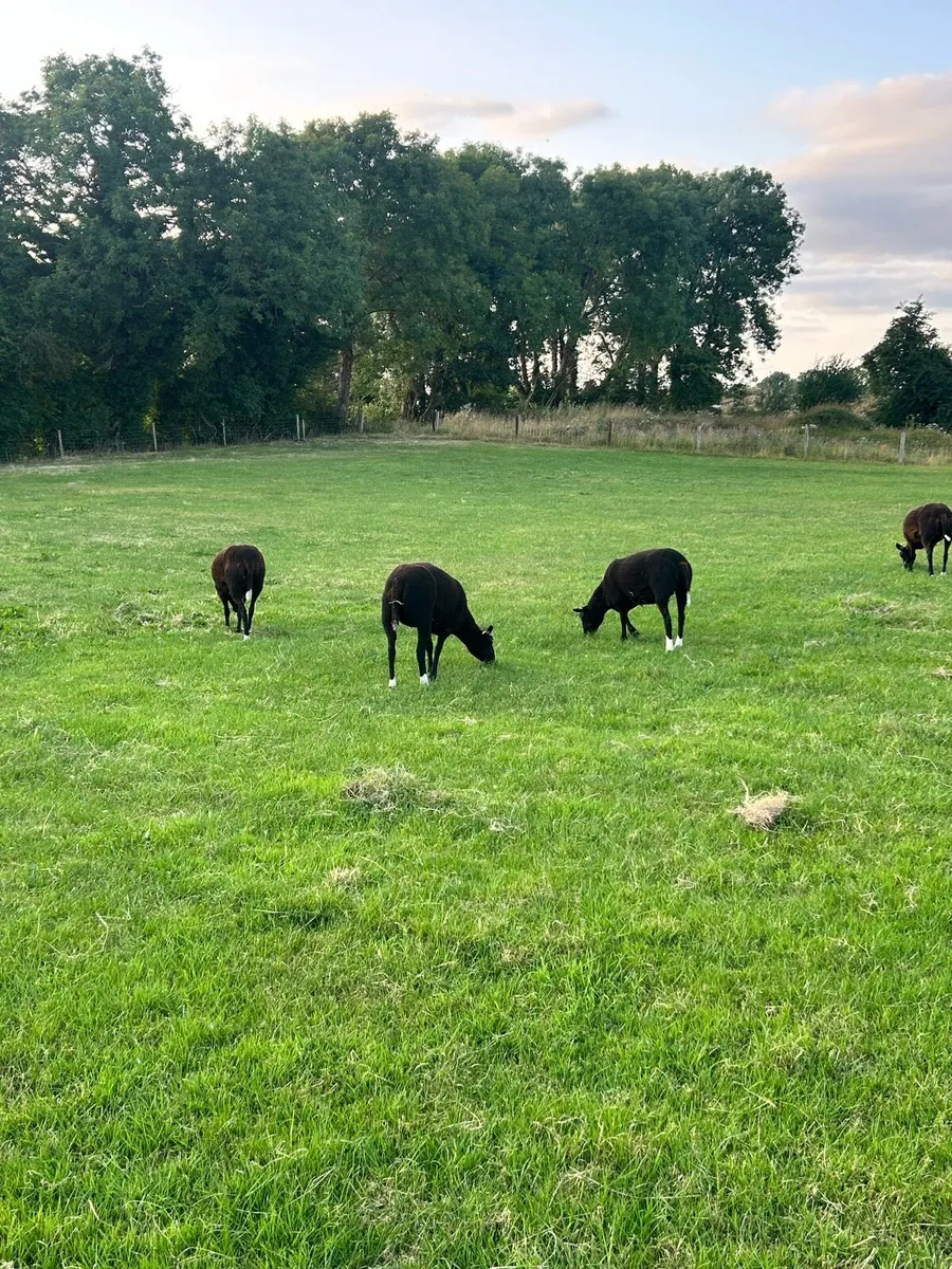 PBNR Zwarble ewe hoggets - Image 3