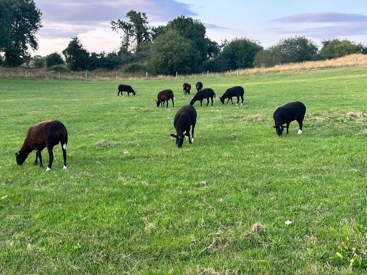 PBNR Zwarble ewe hoggets - Image 4