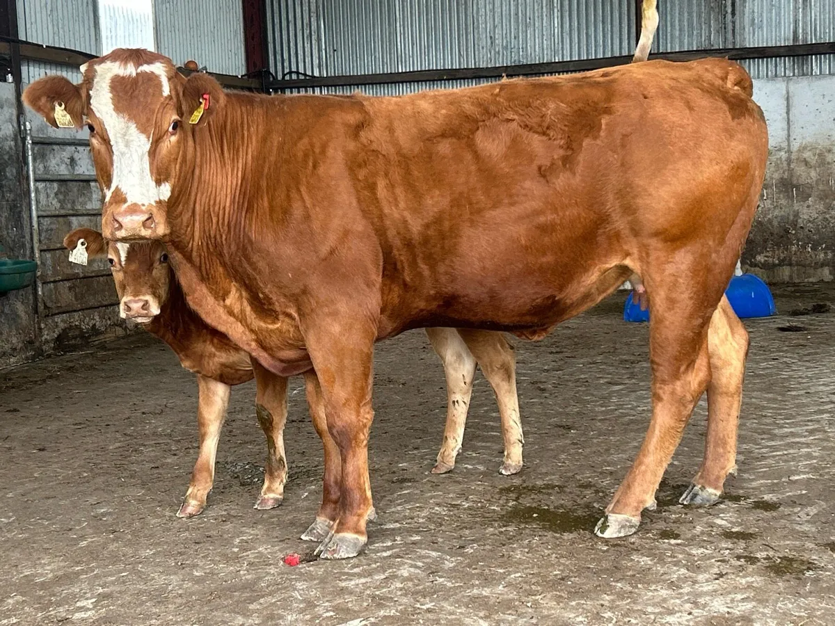 5 star genotyped incalf heifer and bull calf - Image 3