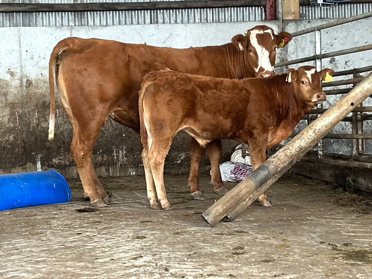 5 star genotyped incalf heifer and bull calf - Image 4