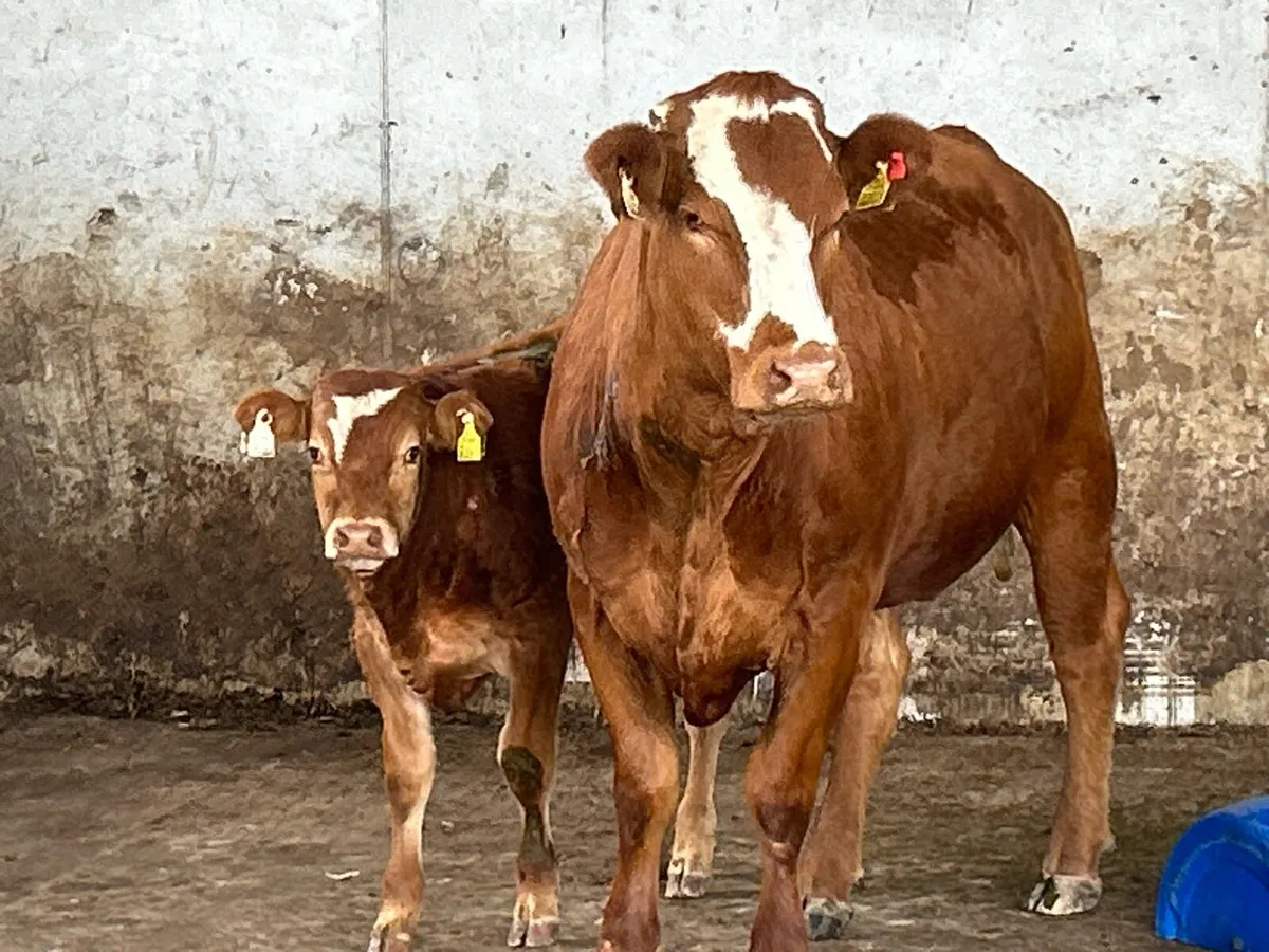 5 star genotyped incalf heifer and bull calf - Image 2