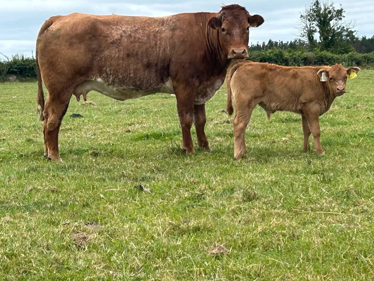 Super roan second calved cow - Image 1