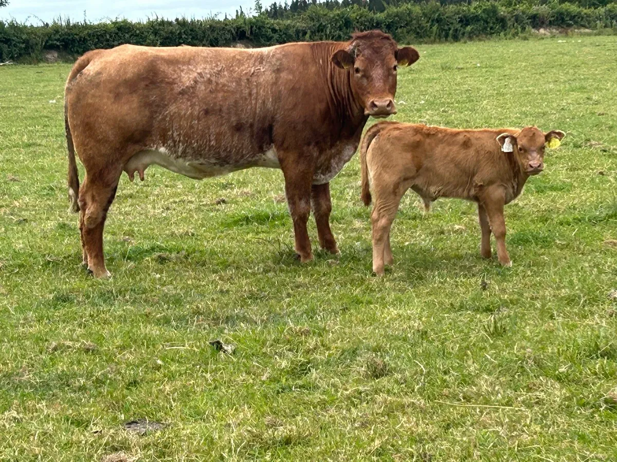 Super roan second calved cow - Image 2