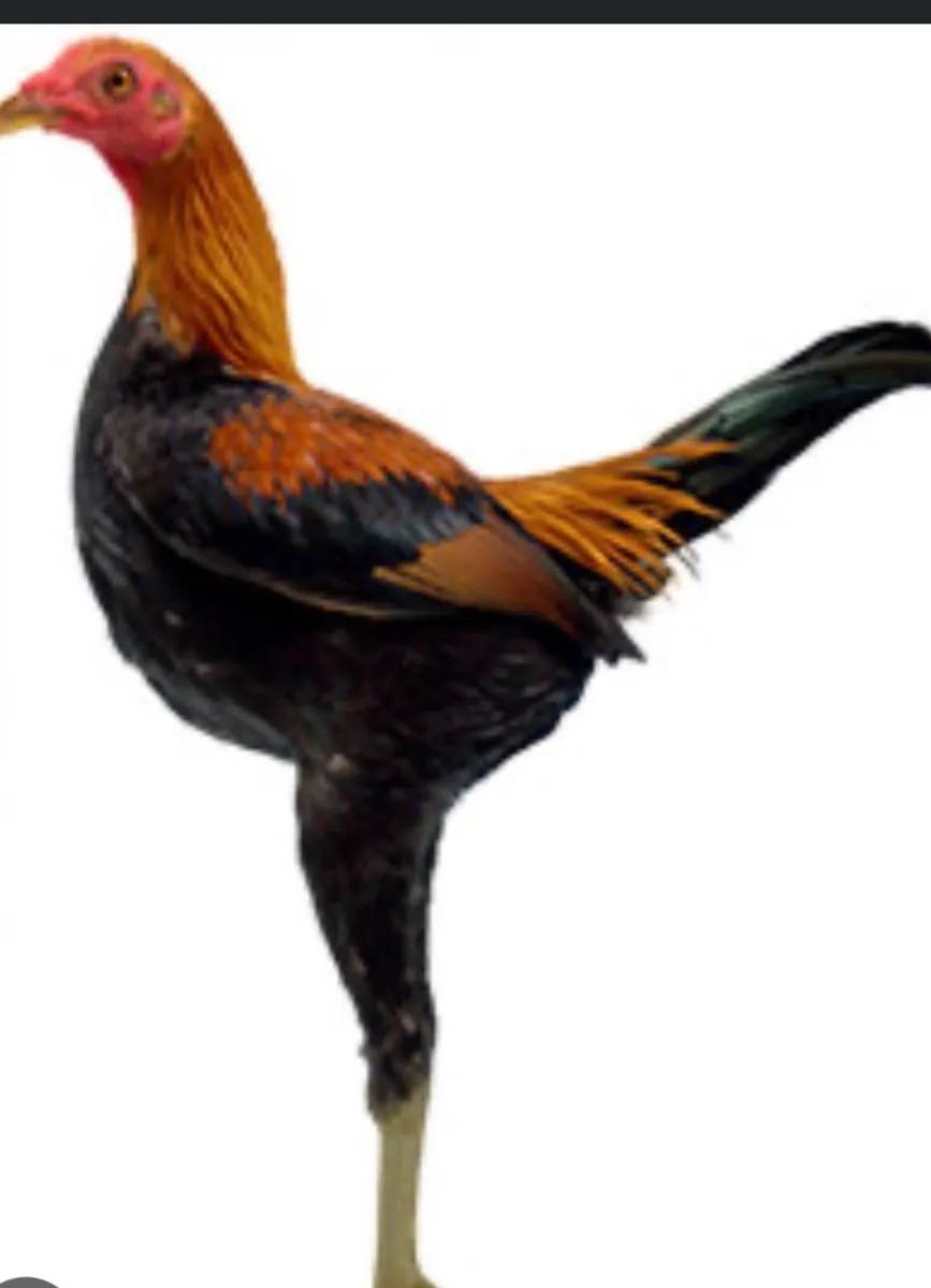 WANTED - Image 1