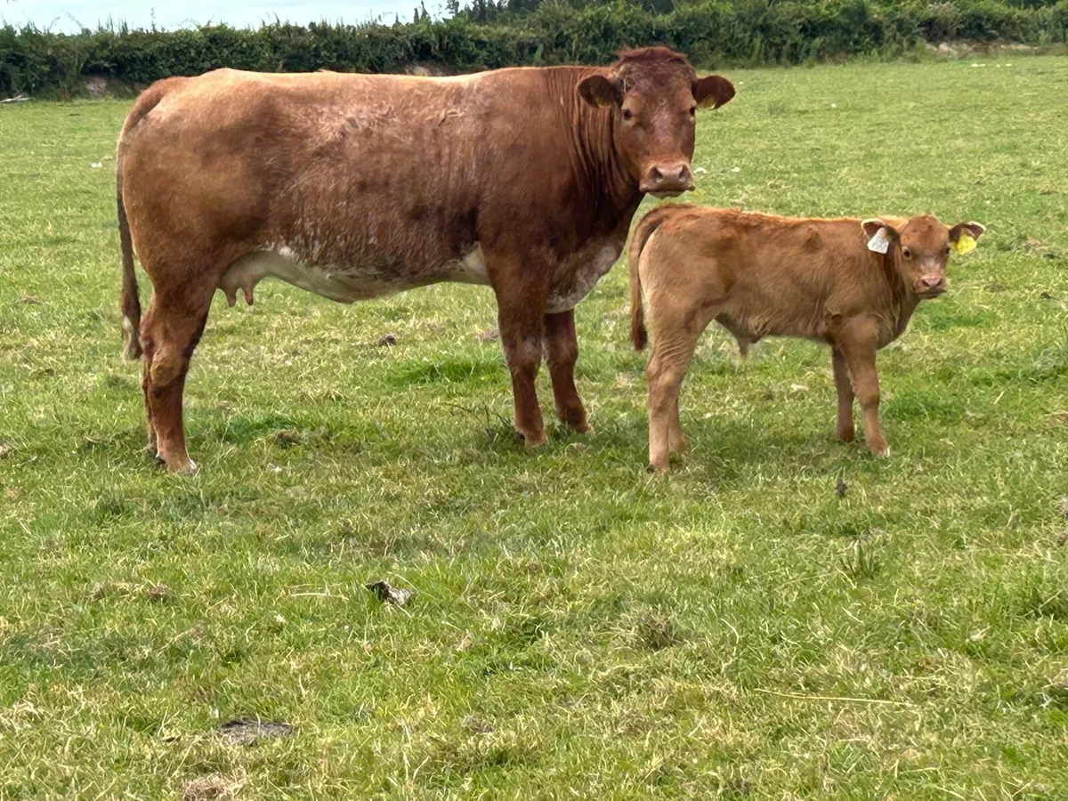Super roan second calved cow - Image 3
