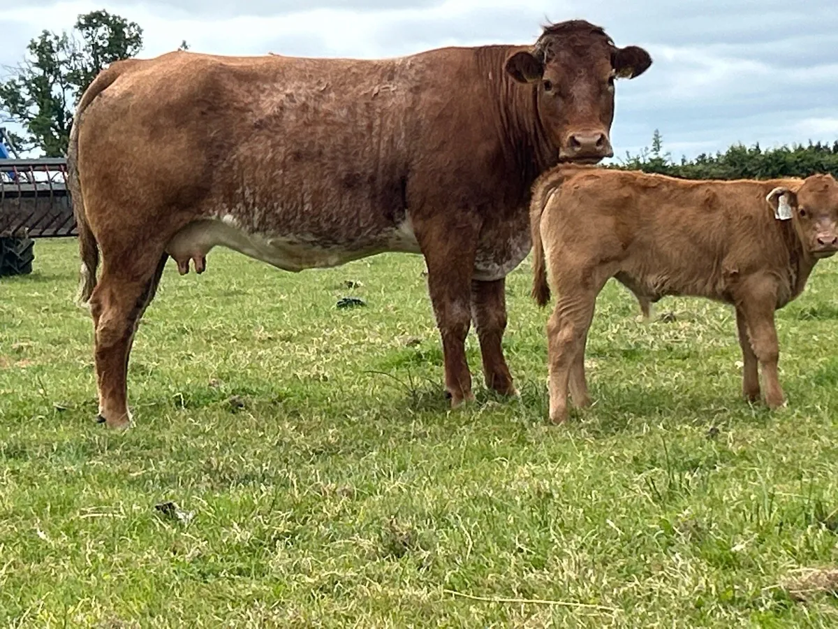 Super roan second calved cow - Image 4