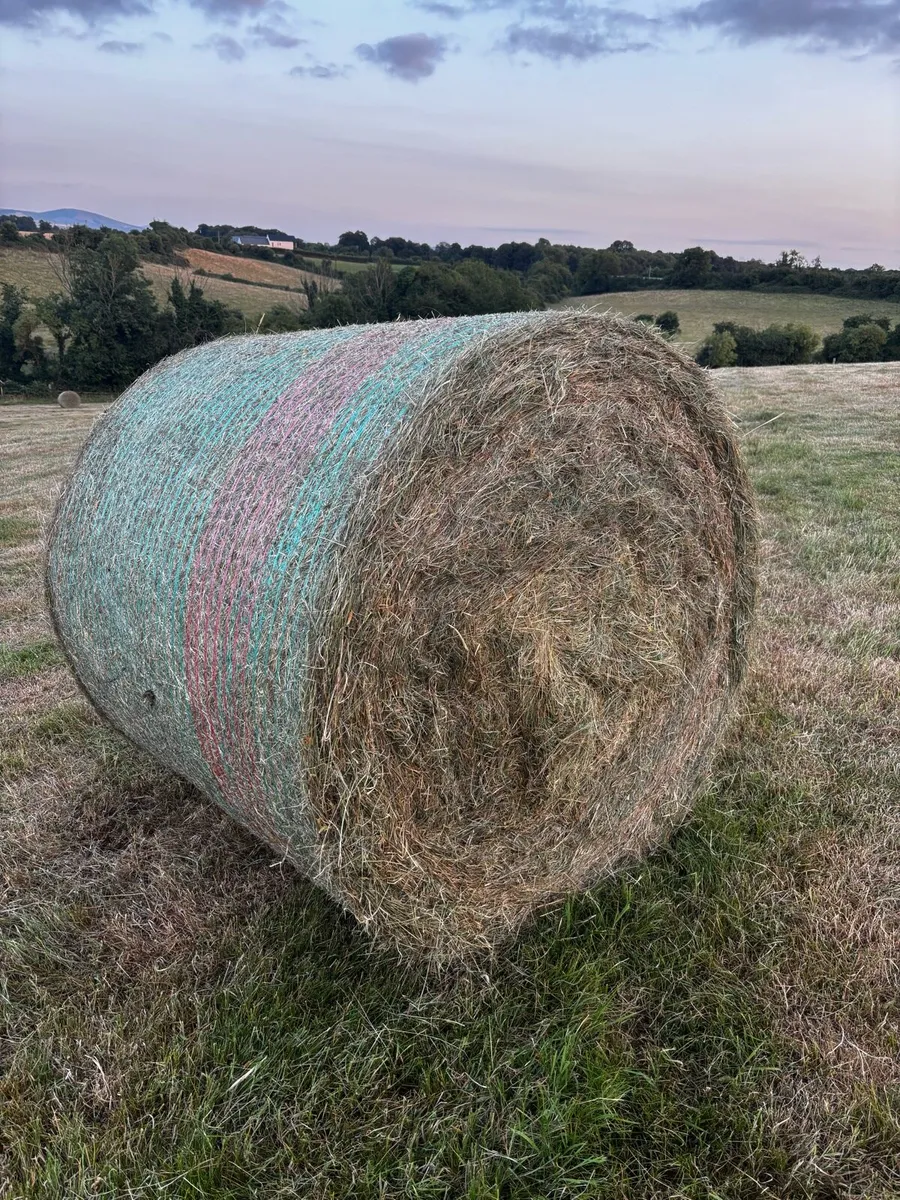 Hay