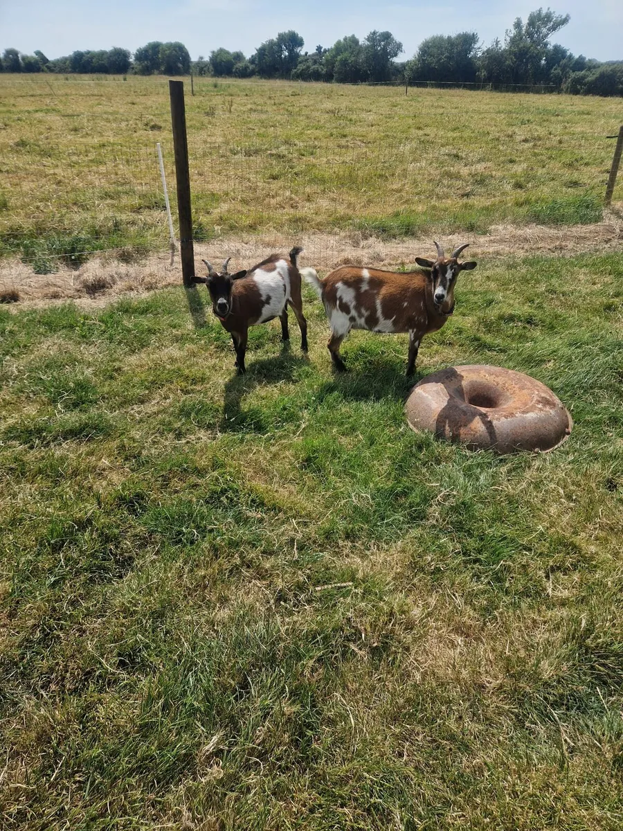 Female Pygmy Goats - Image 2