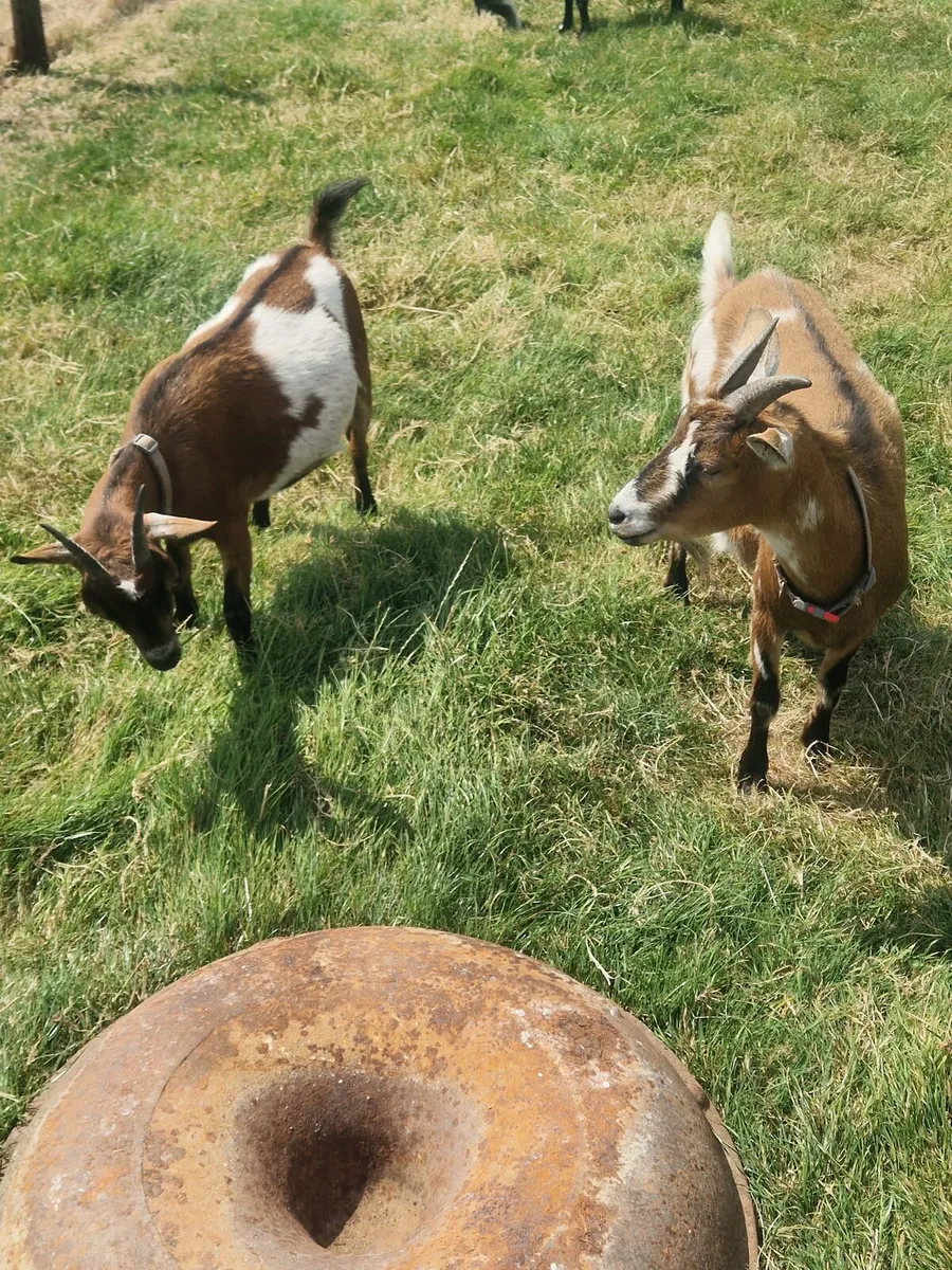 Female Pygmy Goats - Image 3