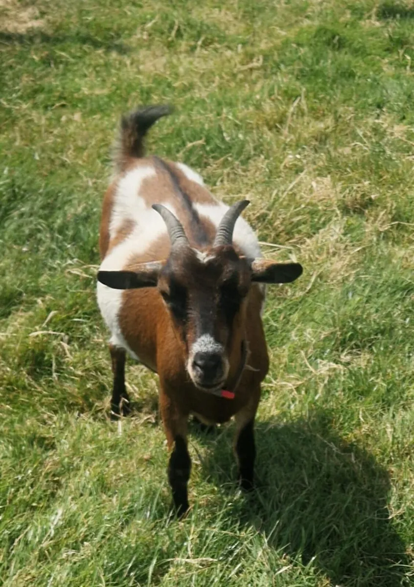 Female Pygmy Goats - Image 4