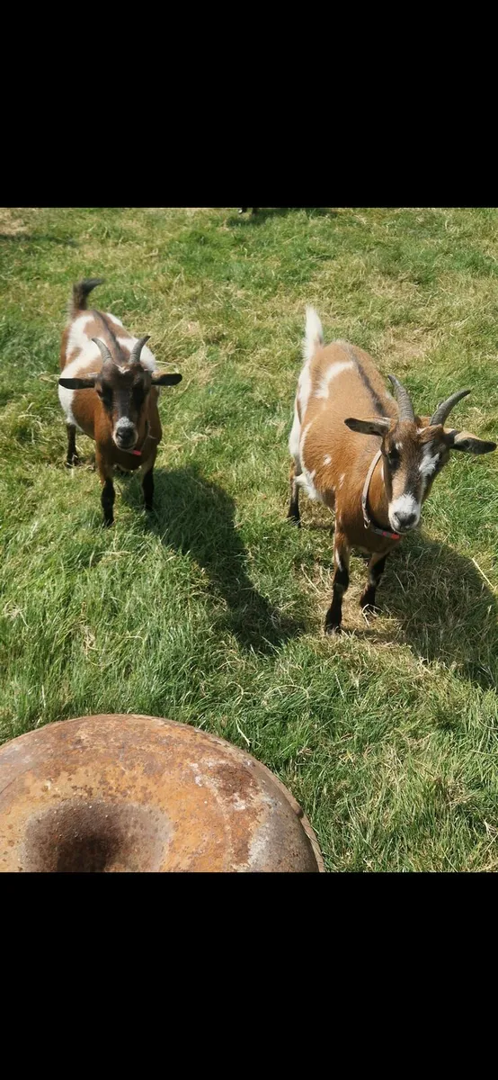 Female Pygmy Goats - Image 1