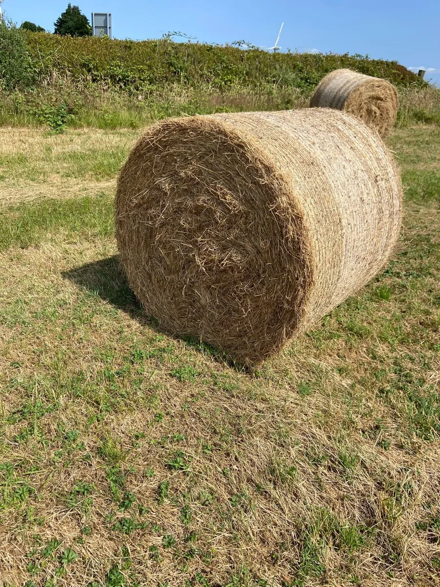Hay - Image 2