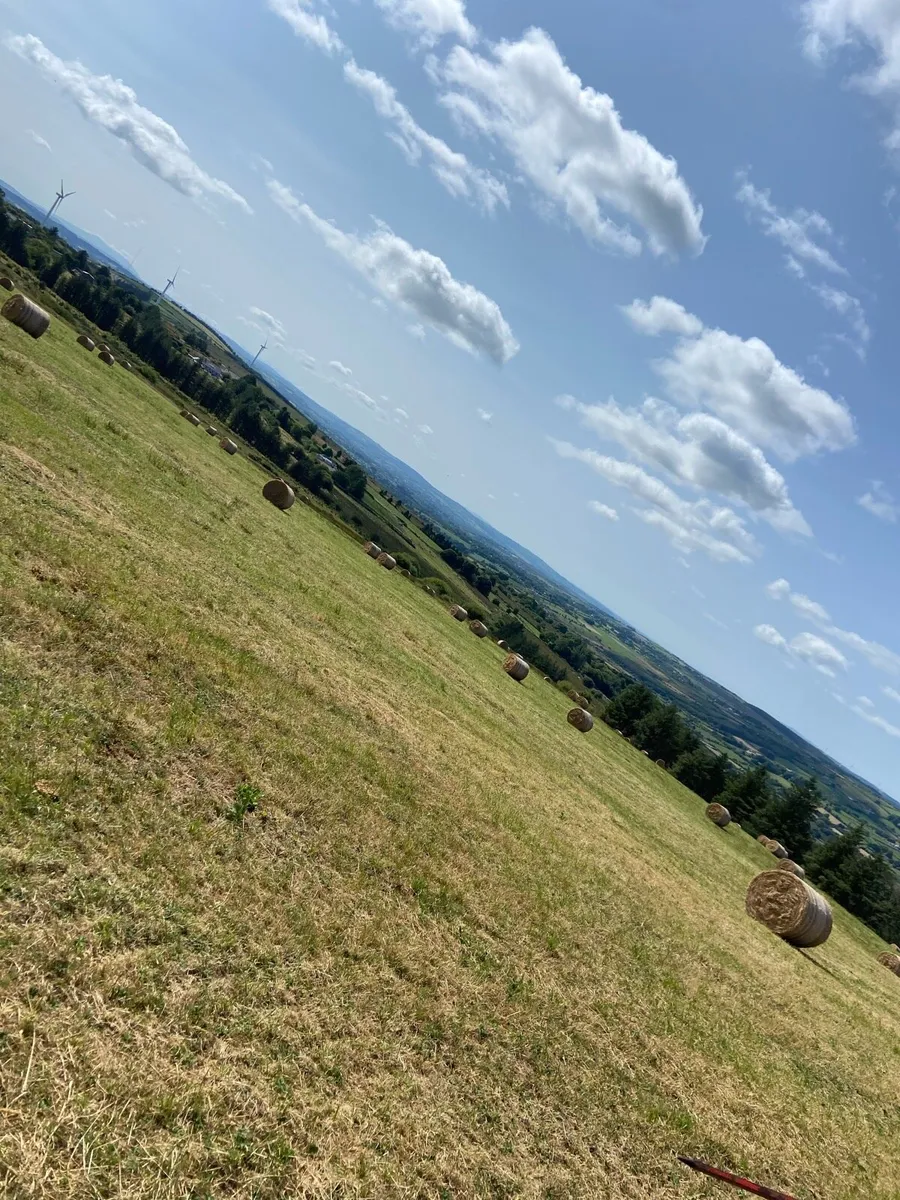 Hay - Image 1