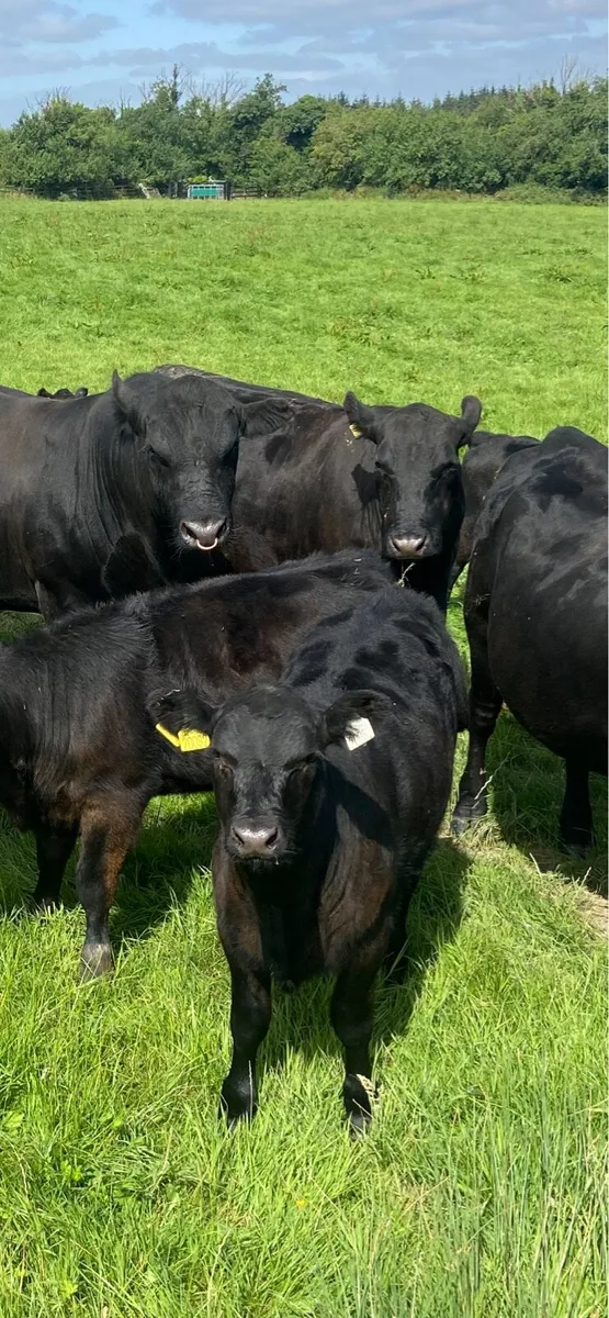 Pure bred AA cows & calves - Image 1