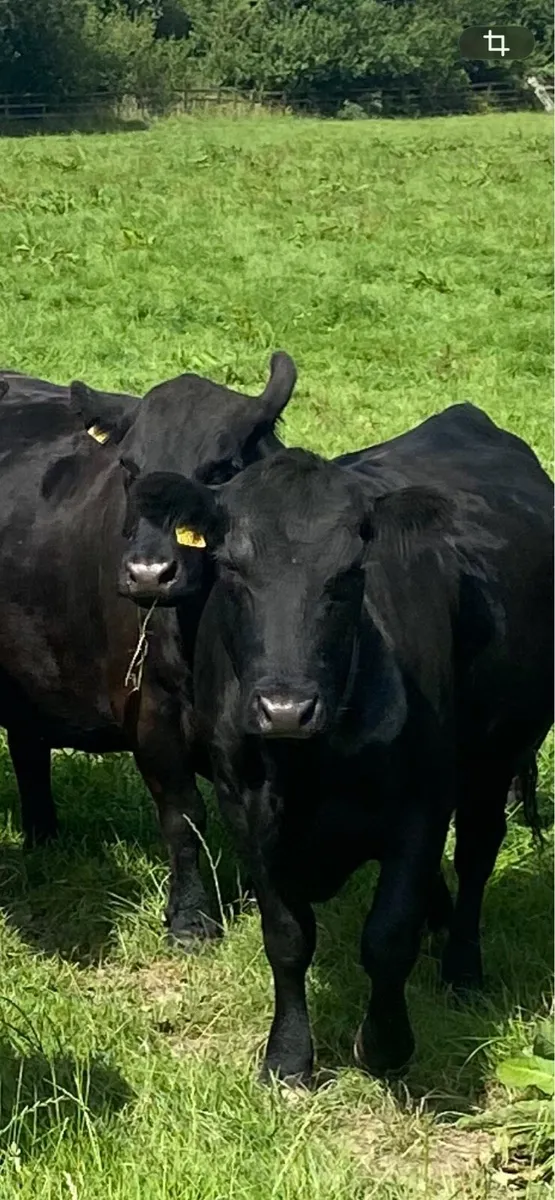 Pure bred AA cows & calves - Image 2