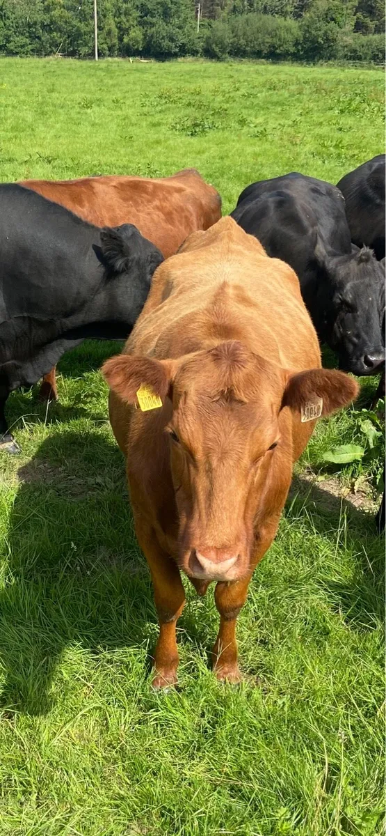 Pure bred AA cows & calves - Image 3