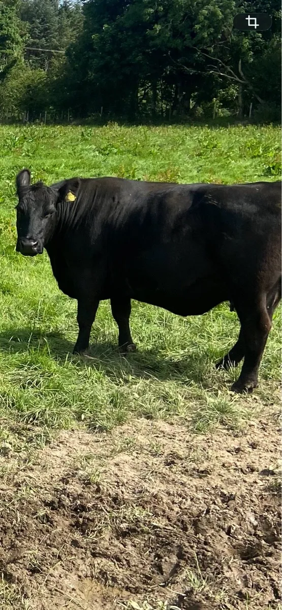 Pure bred AA cows & calves - Image 4