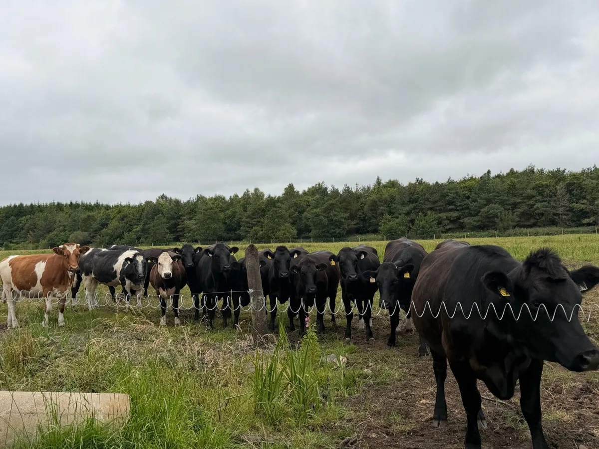 15 Beef/Bulling heifers - Image 1