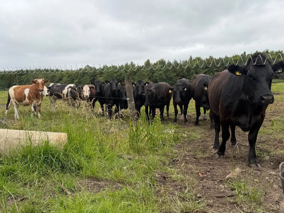 15 Beef/Bulling heifers - Image 2