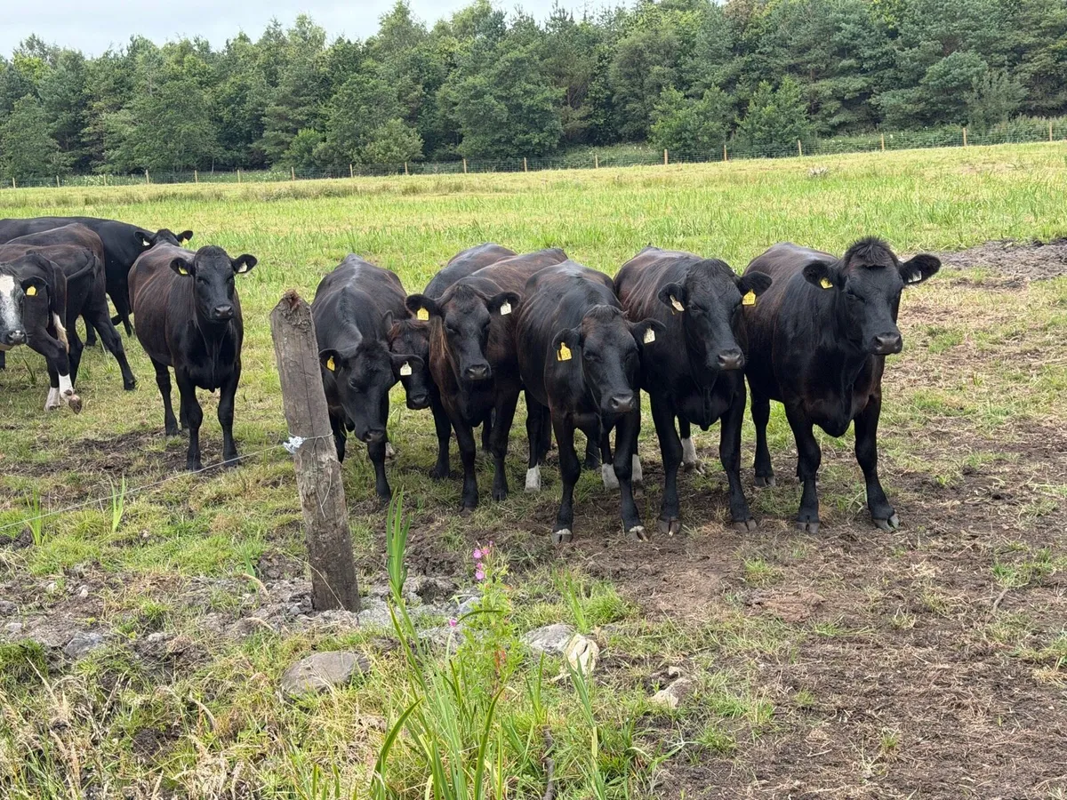 15 Beef/Bulling heifers - Image 3