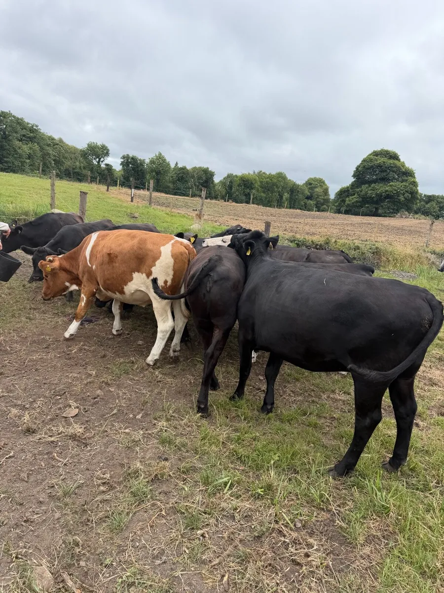 15 Beef/Bulling heifers - Image 4