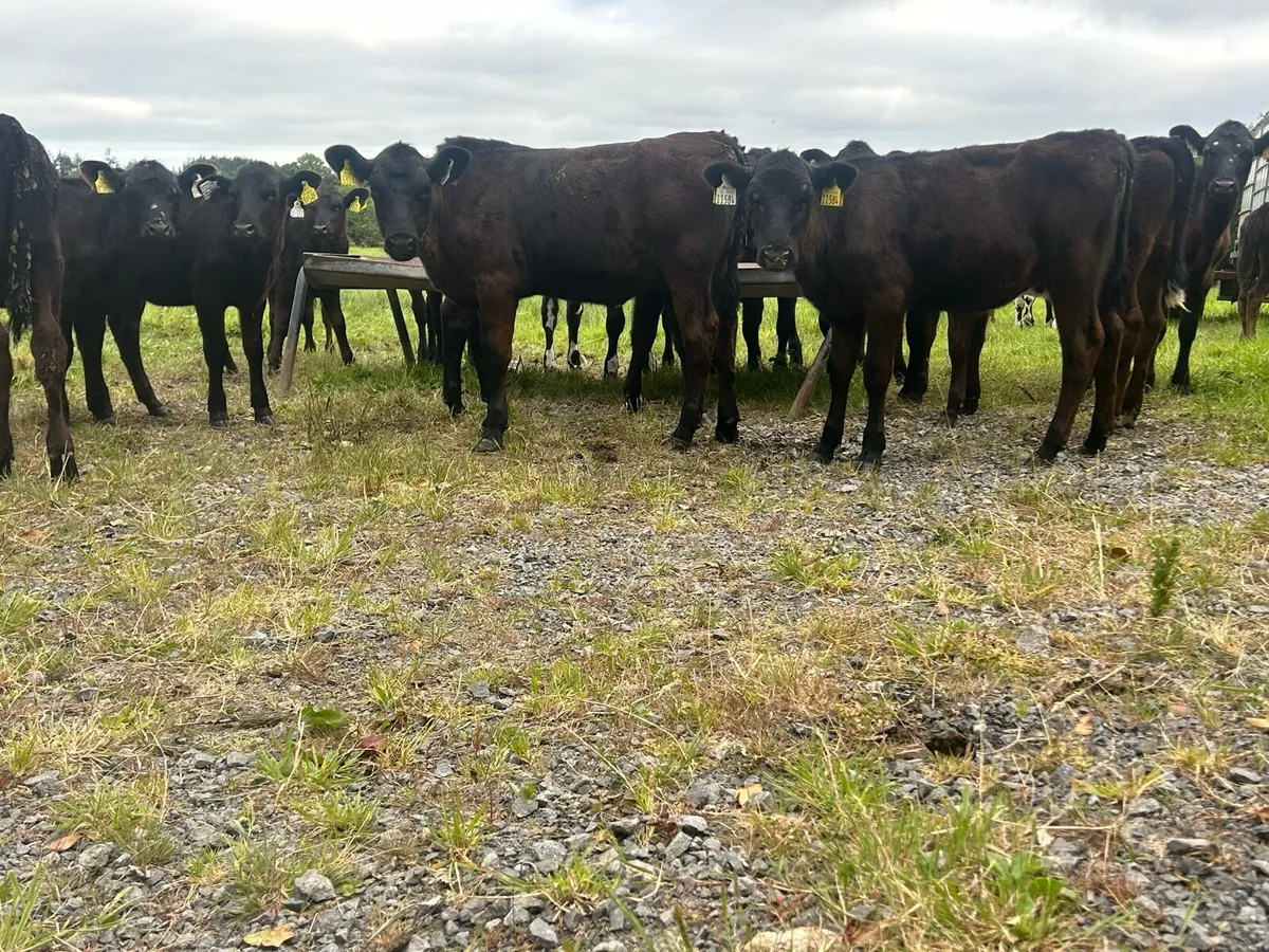 Angus Heifers - Image 2