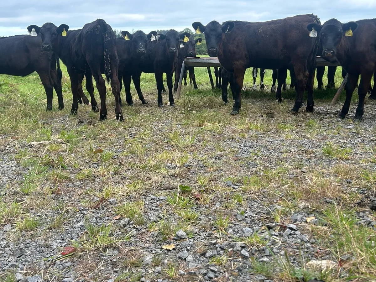 Angus Heifers - Image 3