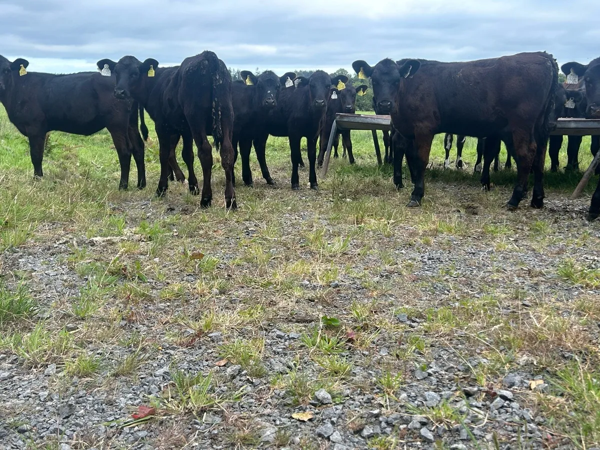 Angus Heifers - Image 4