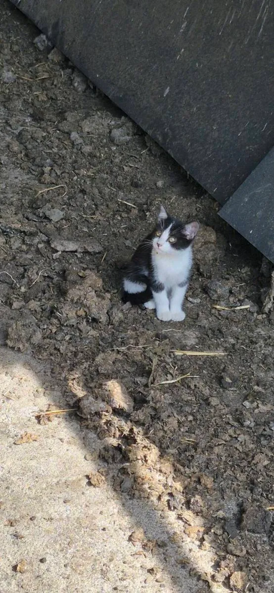 Kittens - Image 2