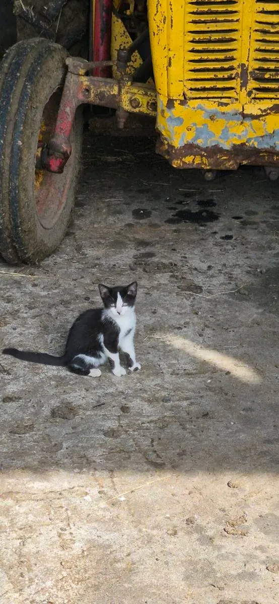 Kittens - Image 1