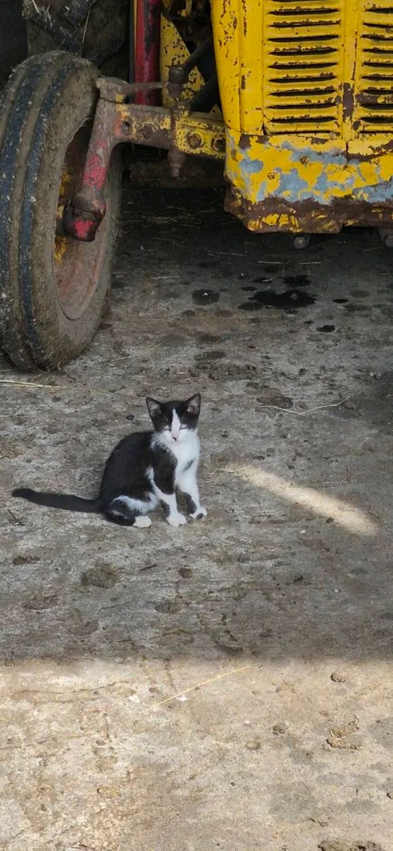 Kittens - Image 3