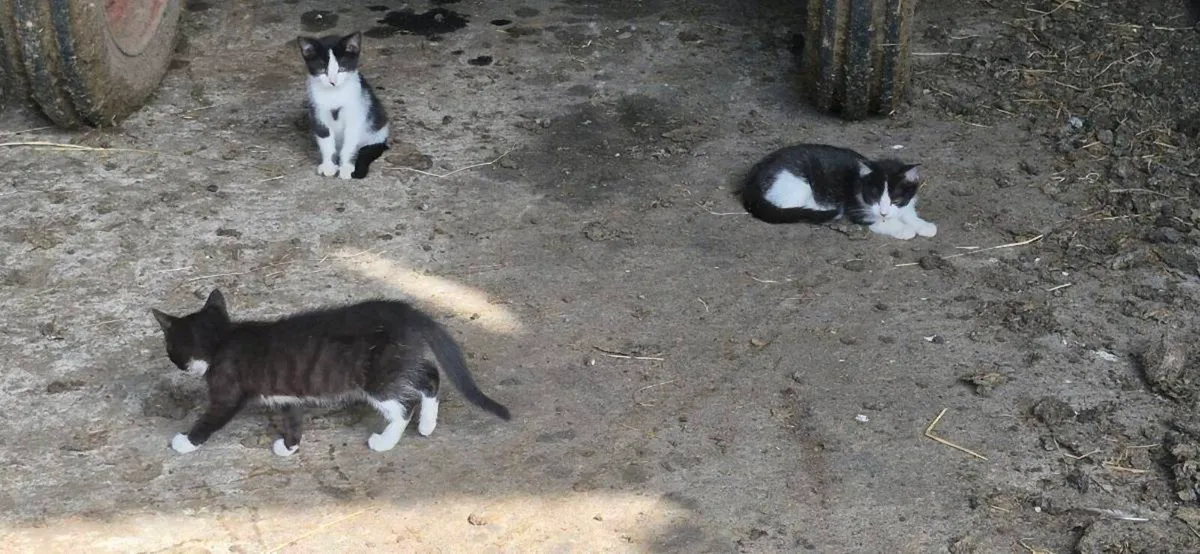 Kittens - Image 4
