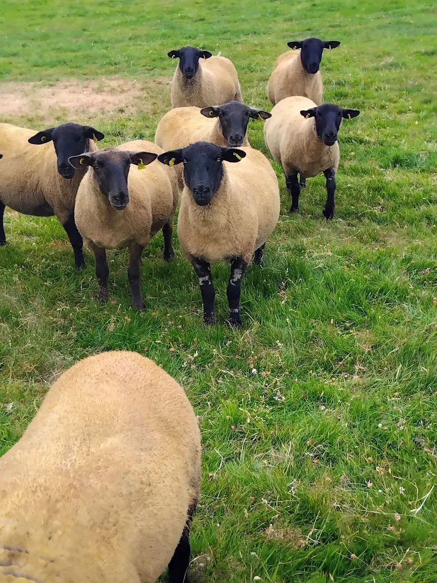 Super suffolk cross ewe hoggets - Image 2