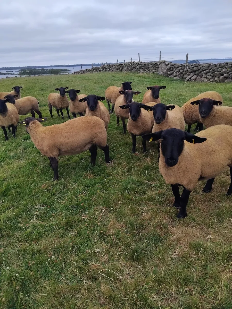 Super suffolk cross ewe hoggets - Image 1