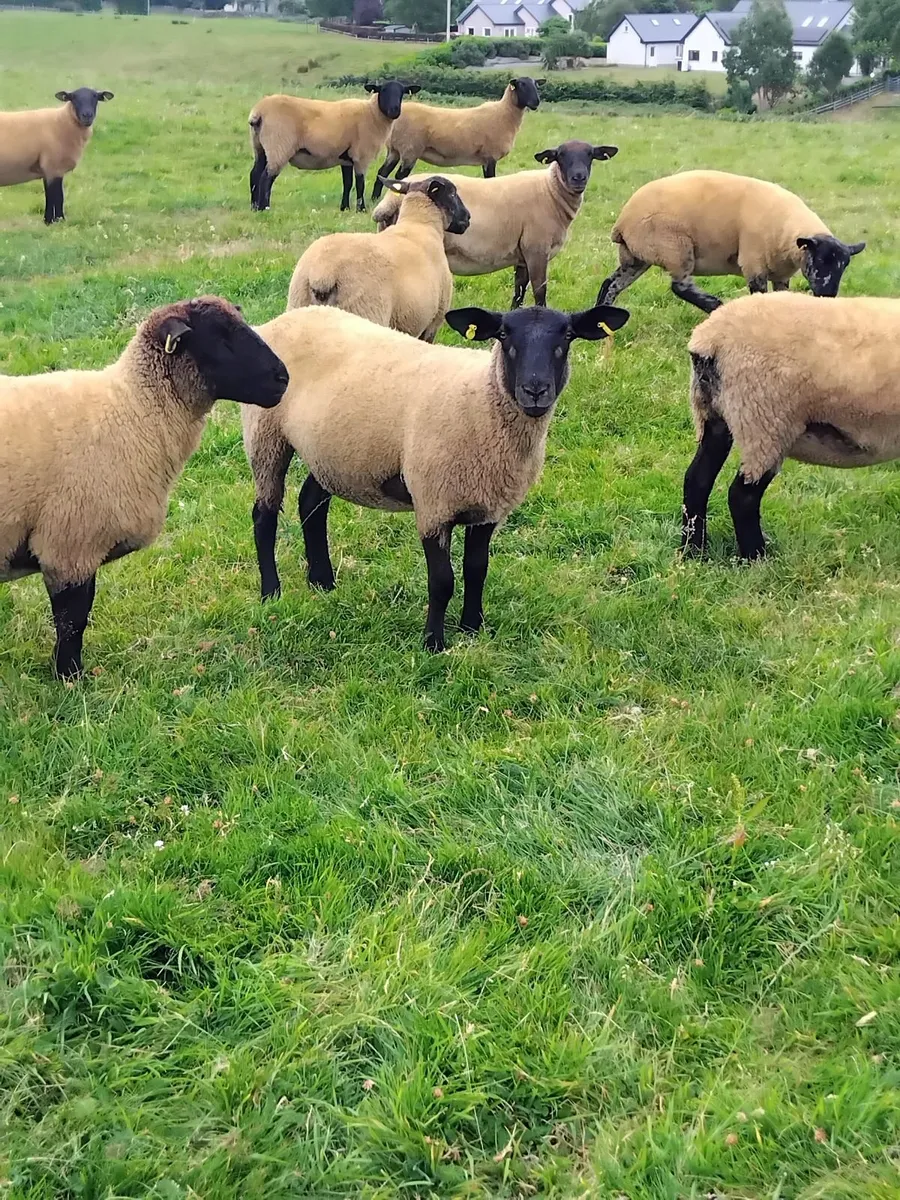 Super suffolk cross ewe hoggets - Image 3