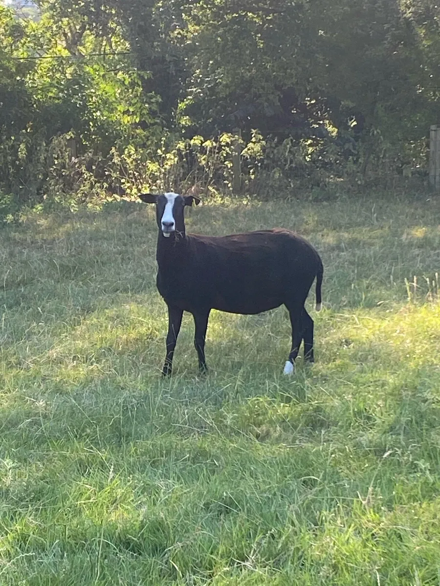 Zwartbles Ewes - Image 1
