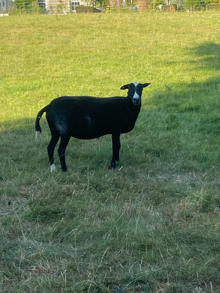 Zwartbles Ewes - Image 2