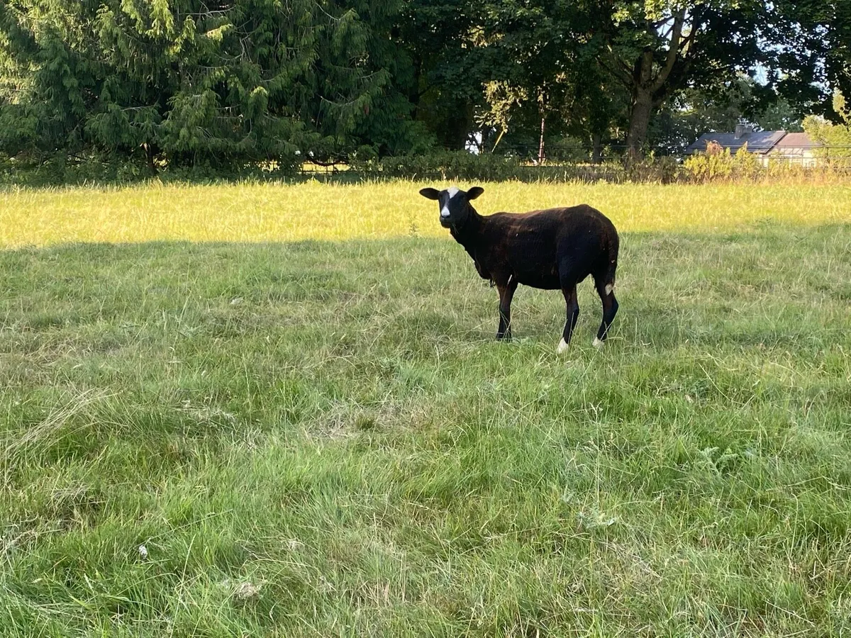 Zwartbles Ewes - Image 3