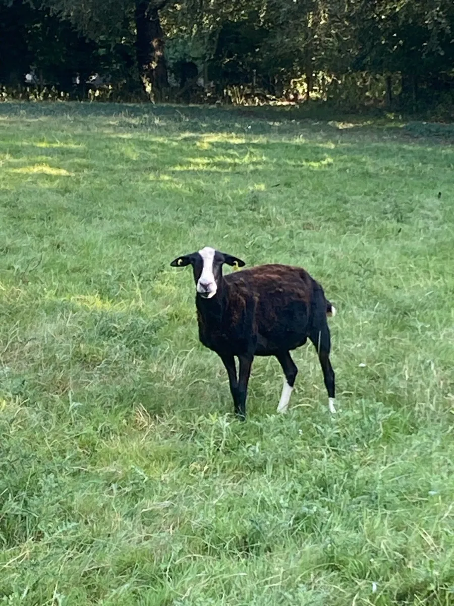 Zwartbles Ewes - Image 4