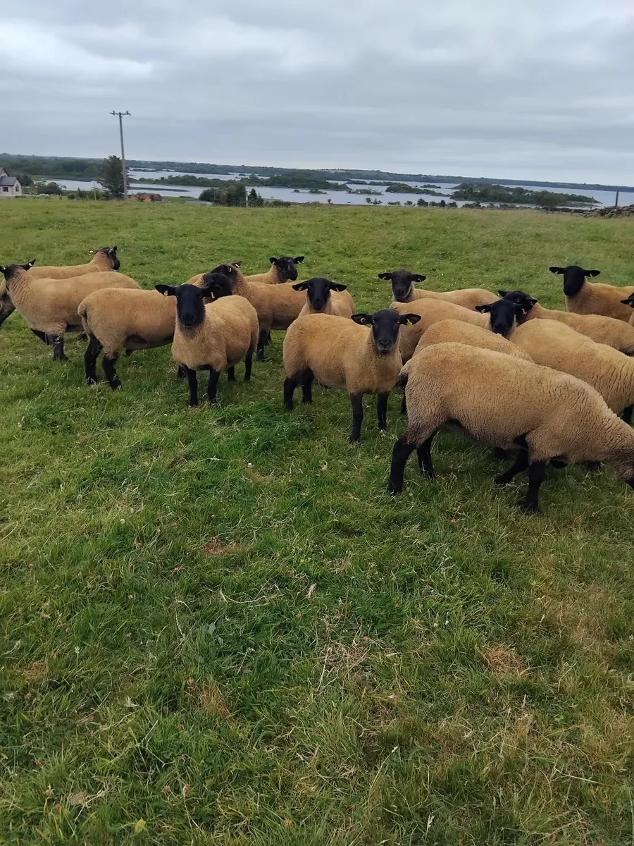 Super suffolk cross ewe hoggets - Image 4