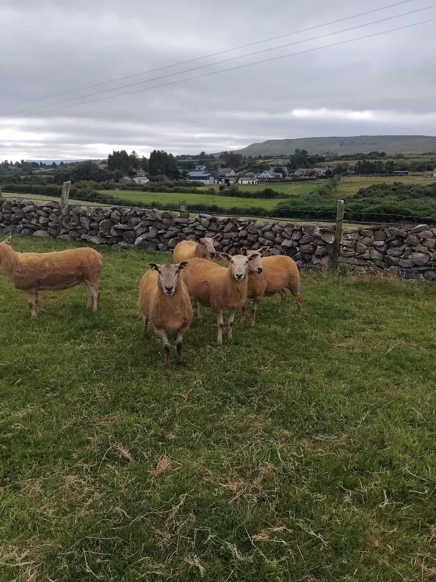 Texel cross ewe hoggets - Image 1