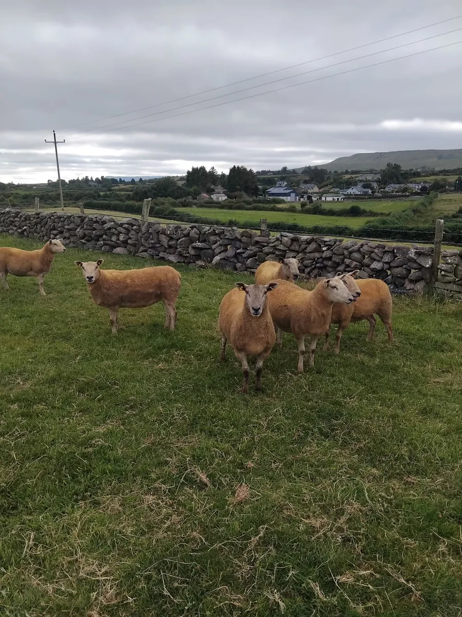 Texel cross ewe hoggets - Image 2