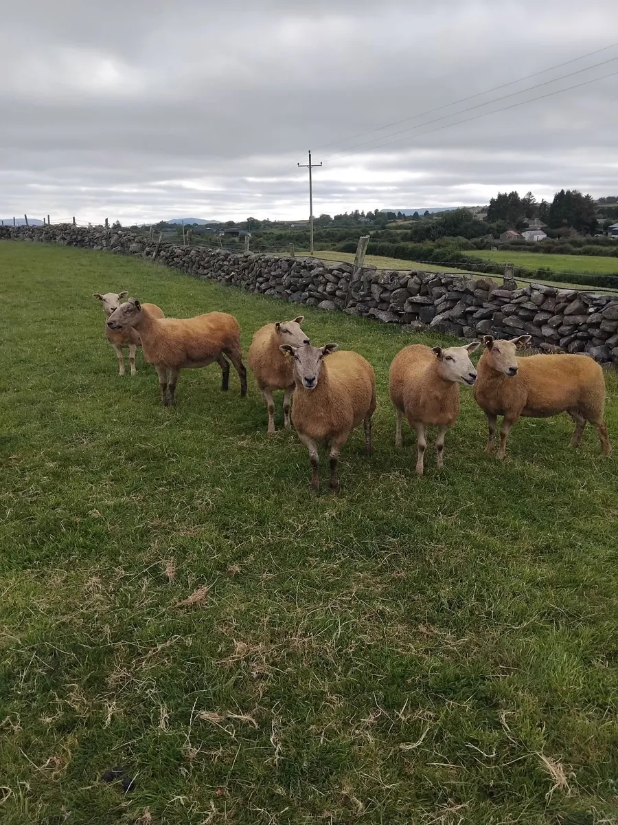 Texel cross ewe hoggets - Image 4