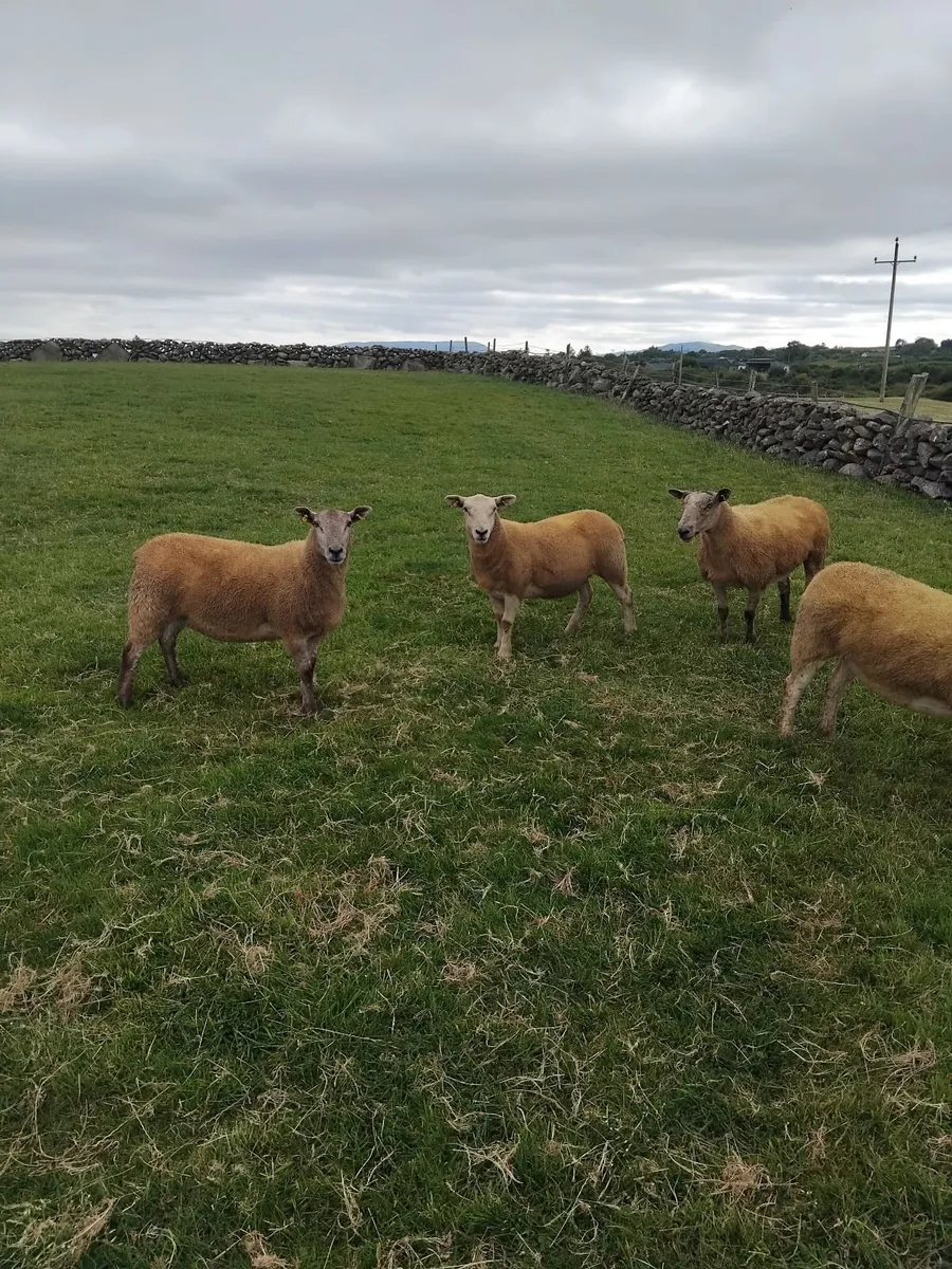 Texel cross ewe hoggets - Image 3